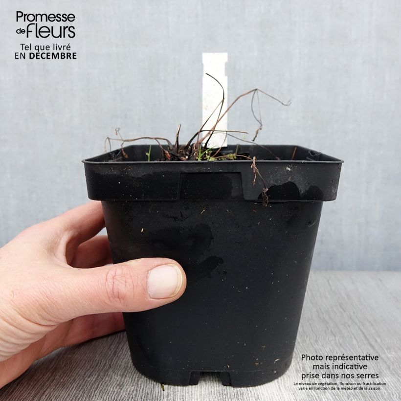 Esimerkki syksyllä toimitetusta Alppiakileija - Aquilegia alpina 2 litran/3 litran ruukku-taimesta