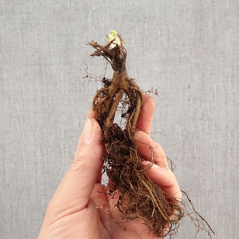 Example of Alppiakileija - Aquilegia alpina Petites Racines nues as you get in hiver