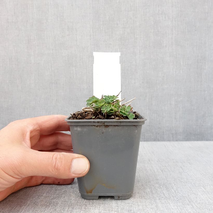 Esimerkki keväällä toimitetusta Lehtoakileija Winky White and White Godet de 8/9 cm-taimesta