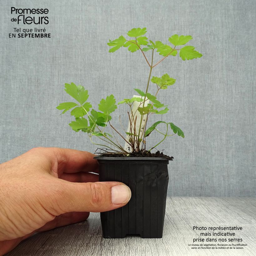 Esimerkki syksyllä toimitetusta Kanadanakileija - Aquilegia canadensis 8/9 cm taimiruukku-taimesta