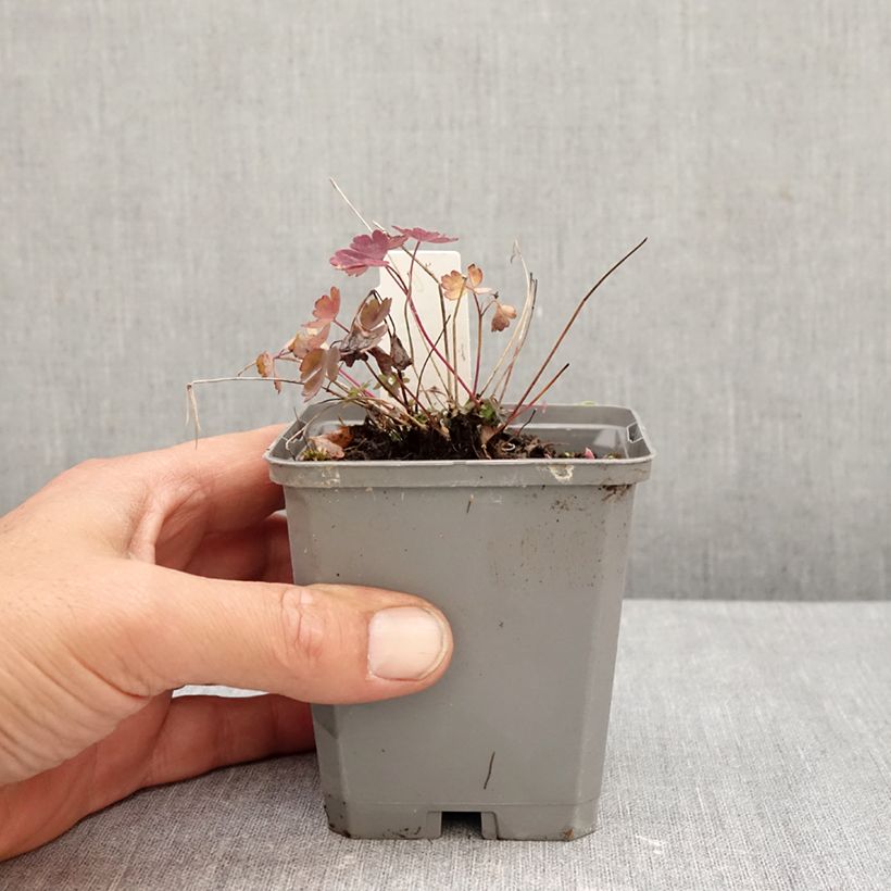 Esimerkki syksyllä toimitetusta Kanadanakileija Little Lanterns 8/9 cm taimiruukku-taimesta