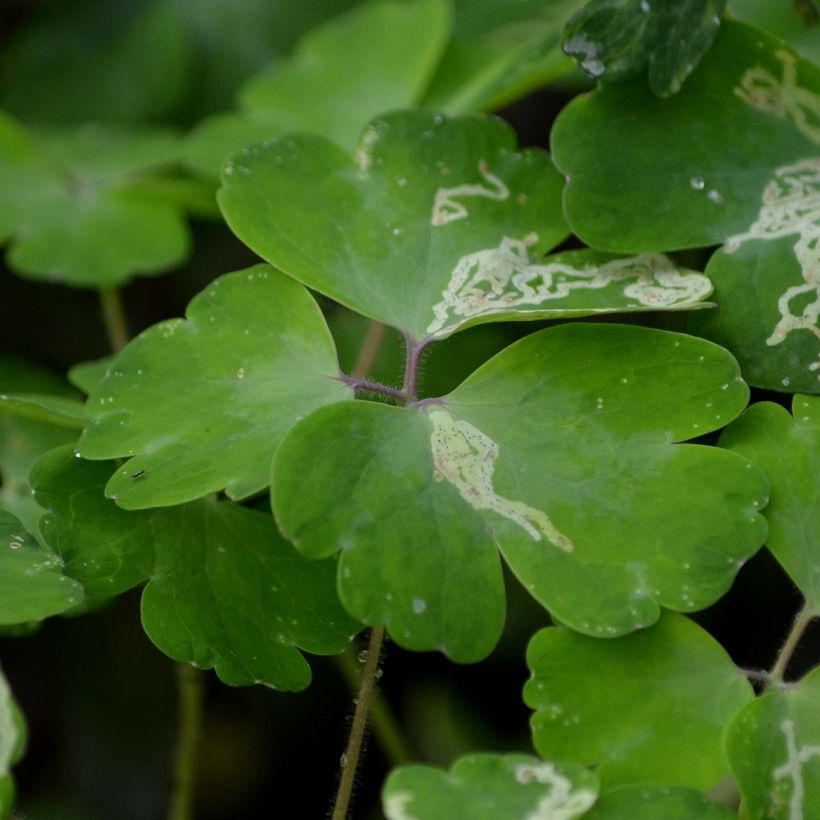 Lehtoakileija var. stellata Black Barlow (Lehvistö)