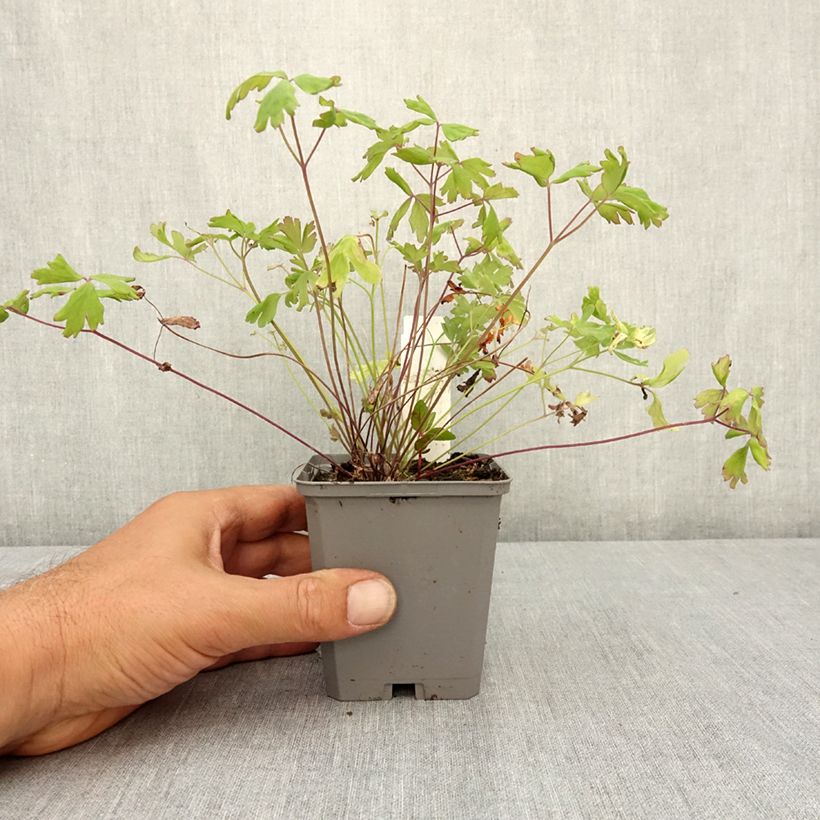 Esimerkki kesällä toimitetusta Akileija Mac Kana 8/9 cm taimiruukku-taimesta