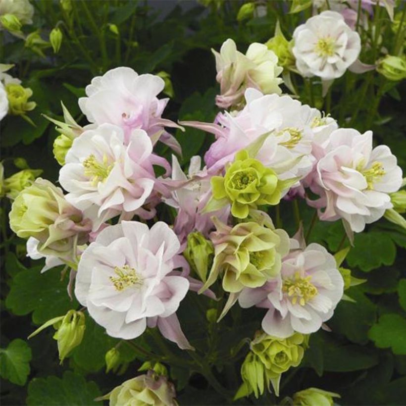 Lehtoakileija Winky Double Rose White (Kukinta)