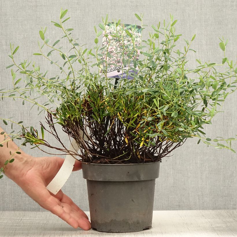 Esimerkki kesällä toimitetusta Suokukka Compacta Pot de 2L/3L-taimesta