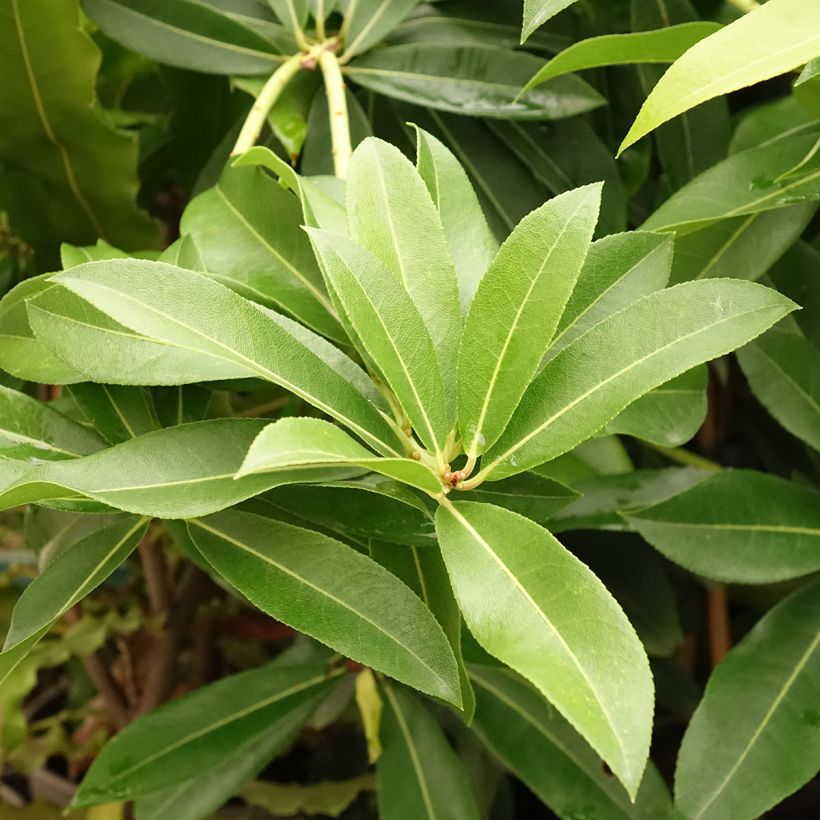 Kellovaivero - Pieris formosa var. forrestii (Lehvistö)
