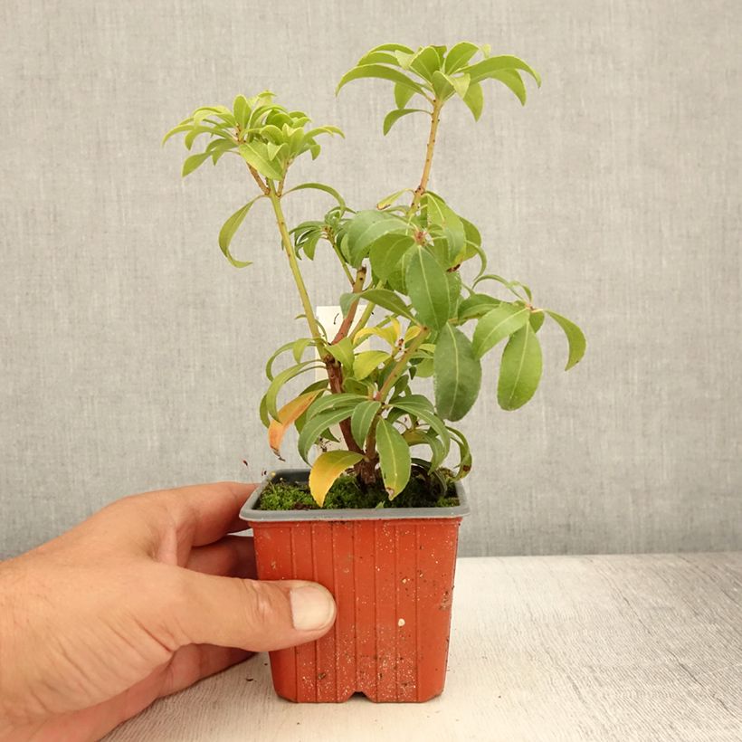 Esimerkki kesällä toimitetusta Japaninkellovaivero Bonfire Taimiruukku 8/9 cm-taimesta