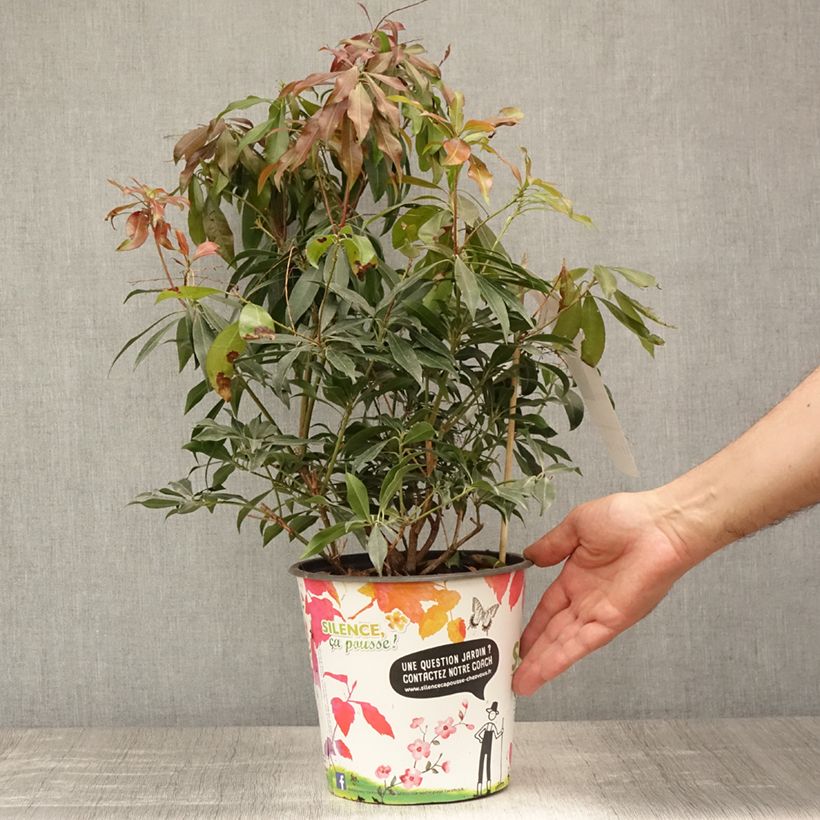 Esimerkki kesällä toimitetusta Japaninkellovaivero Katsura Ruukku 4L / 5L-taimesta