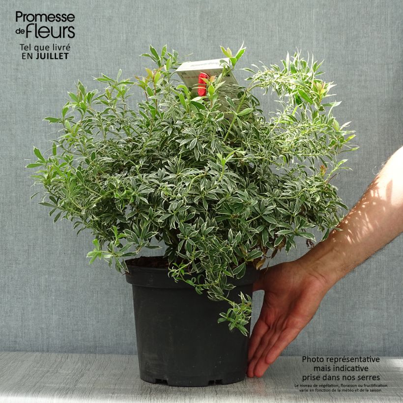 Esimerkki kesällä toimitetusta Japaninkellovaivero Little Heath Pot de 4L/5L-taimesta