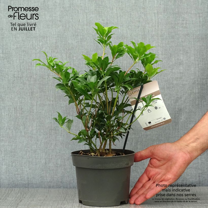 Esimerkki kesällä toimitetusta Japaninkellovaivero Mountain Fire Pot de 2L/3L-taimesta