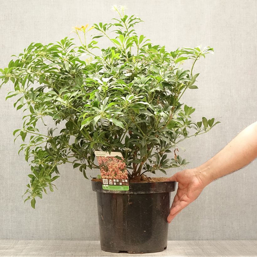 Esimerkki kesällä toimitetusta Japaninkellovaivero Passion Pot de 6L/7L-taimesta