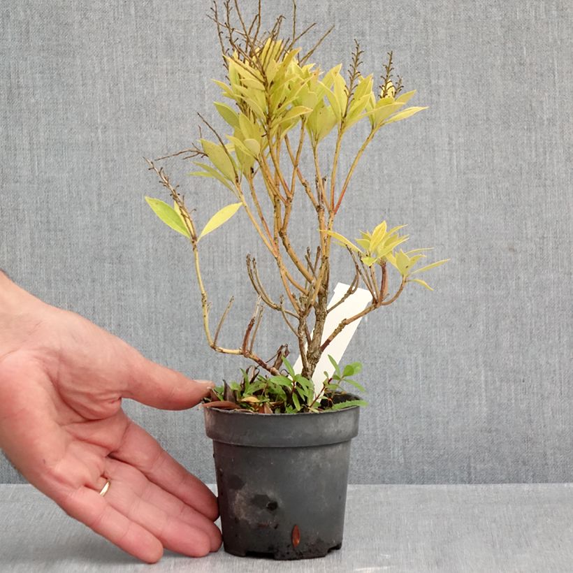 Esimerkki syksyllä toimitetusta Japaninkellovaivero Prelude 8/9 cm taimiruukku-taimesta