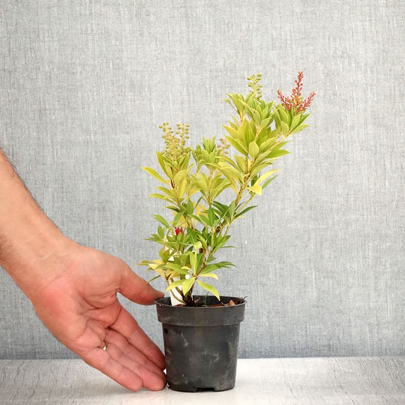 Esimerkki kesällä toimitetusta Andromède du Japon - Pieris japonica Prelude Godet de 8/9 cm-taimesta
