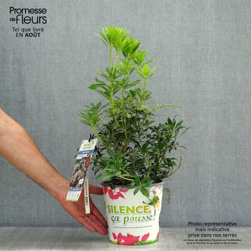 Esimerkki kesällä toimitetusta Japaninkellovaivero Purity Pot de 3L/4L-taimesta