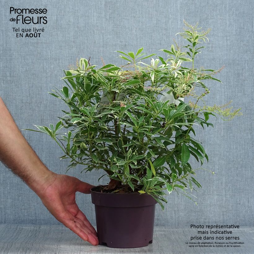 Esimerkki kesällä toimitetusta Japaninkellovaivero Ralto Rose Pot de 2L/3L-taimesta