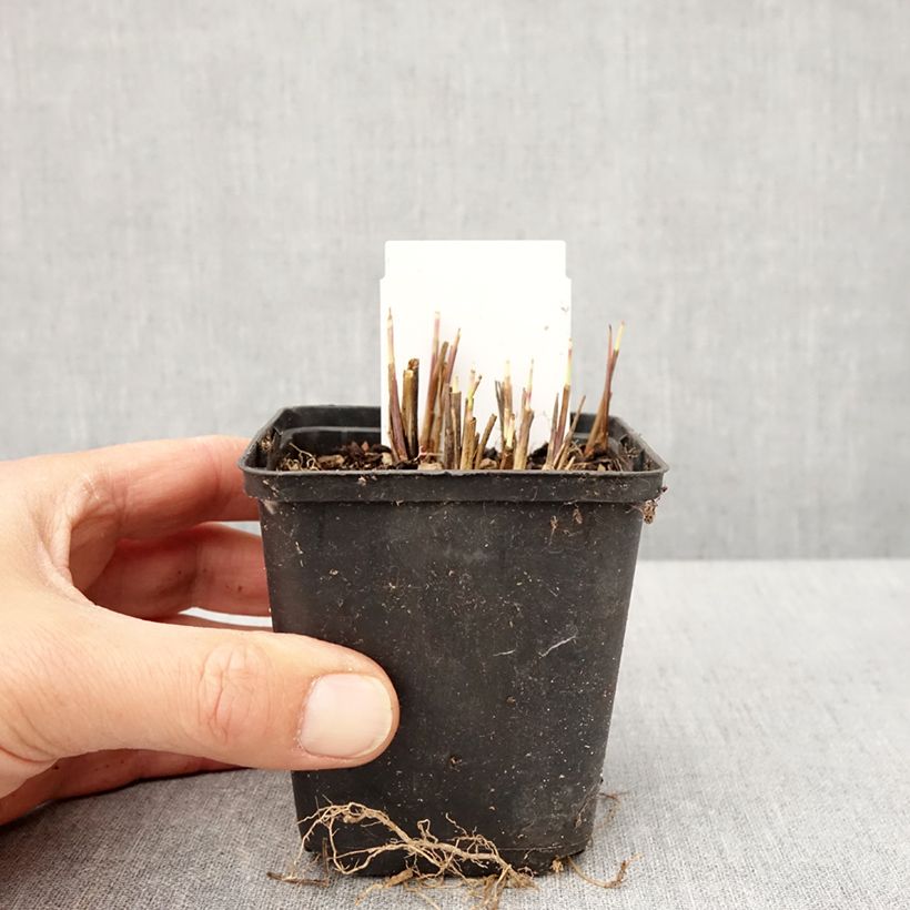 Esimerkki keväällä toimitetusta Andropogon gerardii Red October - Barbon de Gerard Godet de 8/9 cm-taimesta