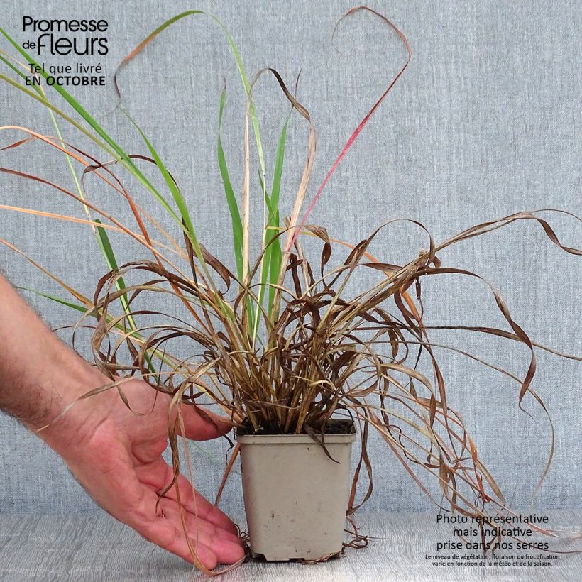 Esimerkki syksyllä toimitetusta Andropogon hallii Purple Konza 8/9 cm taimiruukku-taimesta