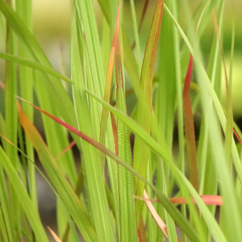 Andropogon hallii Purple Konza (Lehvistö)