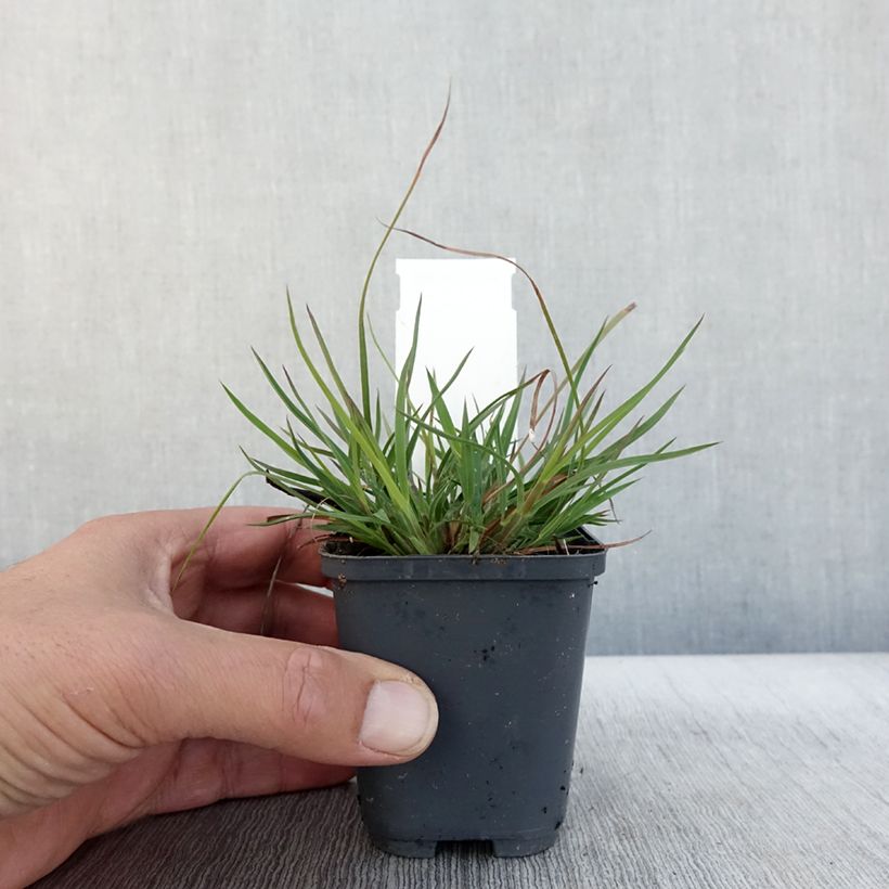 Esimerkki syksyllä toimitetusta Andropogon ternarius 8/9 cm taimiruukku-taimesta