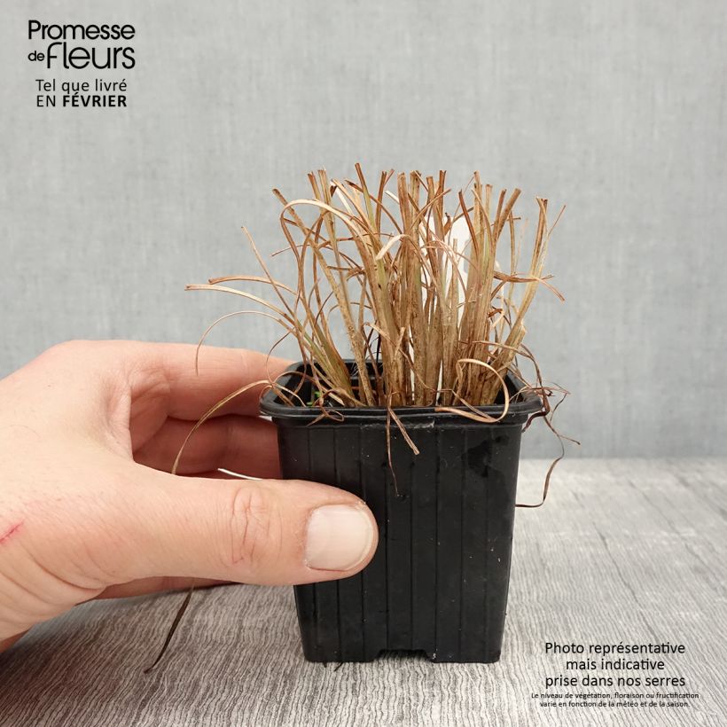 Esimerkki talvella toimitetusta Andropogon ternarius 8/9 cm taimiruukku-taimesta