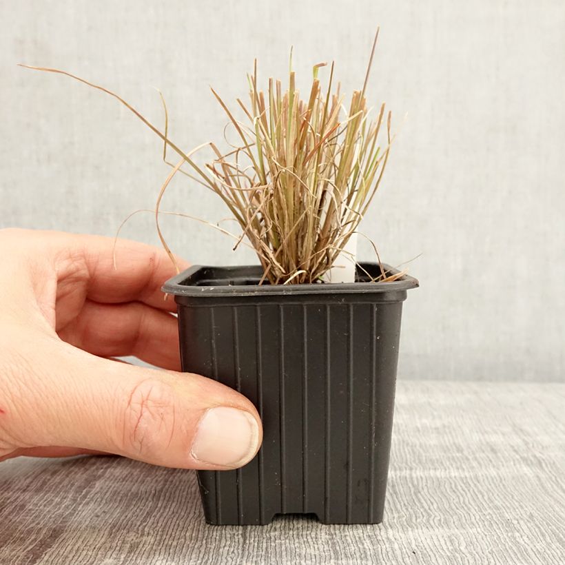 Esimerkki keväällä toimitetusta Andropogon ternarius Godet de 8/9 cm-taimesta