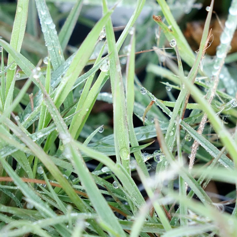 Andropogon ternarius (Lehvistö)