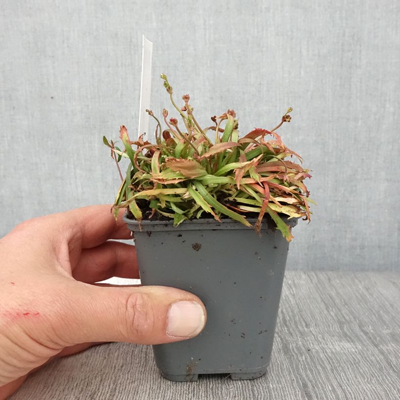 Esimerkki keväällä toimitetusta Kevätkivirikko Star Dust Godet de 8/9 cm-taimesta