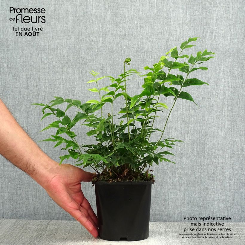 Esimerkki kesällä toimitetusta Kaunosaniainen - Anemia mexicana Pot de 2L/3L-taimesta
