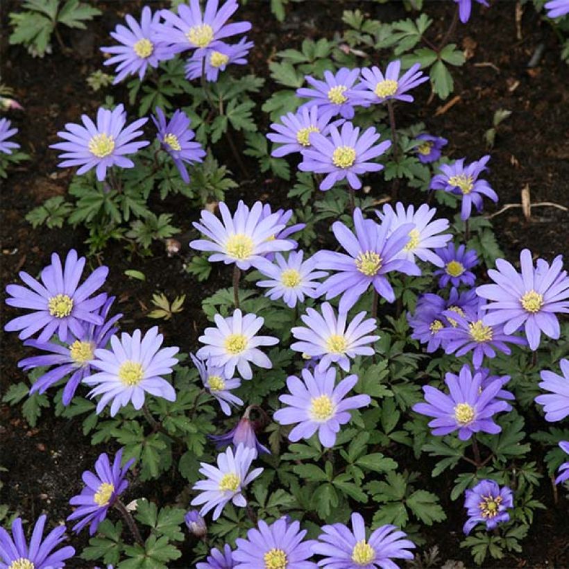 Balkaninvuokko Blue Shades (Kasvutapa)