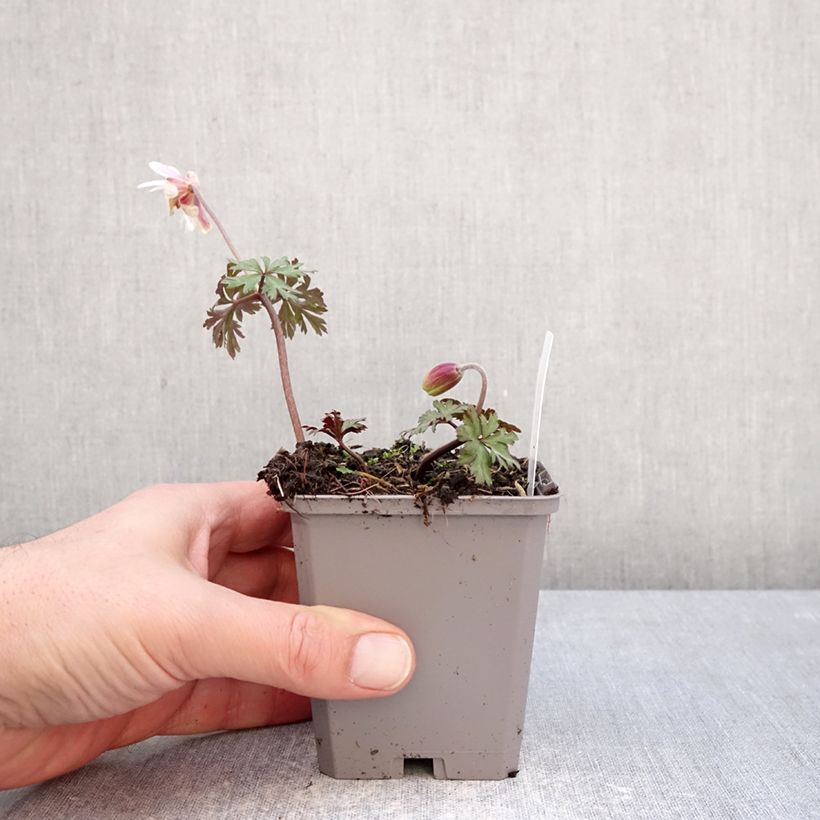 Esimerkki talvella toimitetusta Balkaninvuokko White Splendour 8/9 cm taimiruukku Koko 5+-taimesta