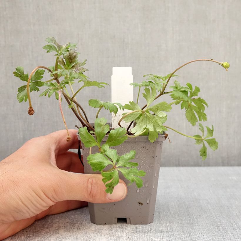 Esimerkki keväällä toimitetusta Balkaninvuokko White Splendour Taimiruukku 8/9 cm Koko 5+-taimesta