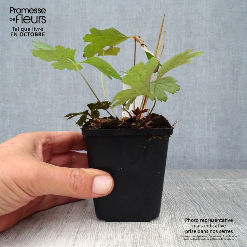 Esimerkki syksyllä toimitetusta Lieriövuokko - Anemone cylindrica 8/9 cm taimiruukku-taimesta