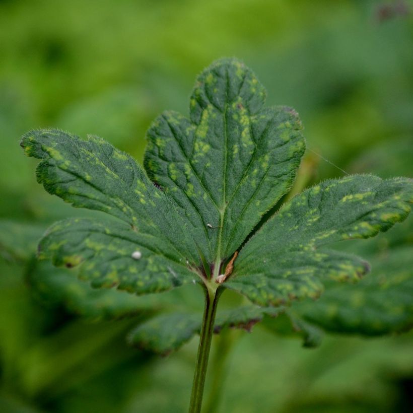 Himalajanvuokko - Anemone rivularis (Lehvistö)