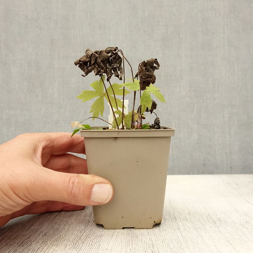 Esimerkki syksyllä toimitetusta Kanadanvuokko - Anemone canadensis 8/9 cm taimiruukku-taimesta