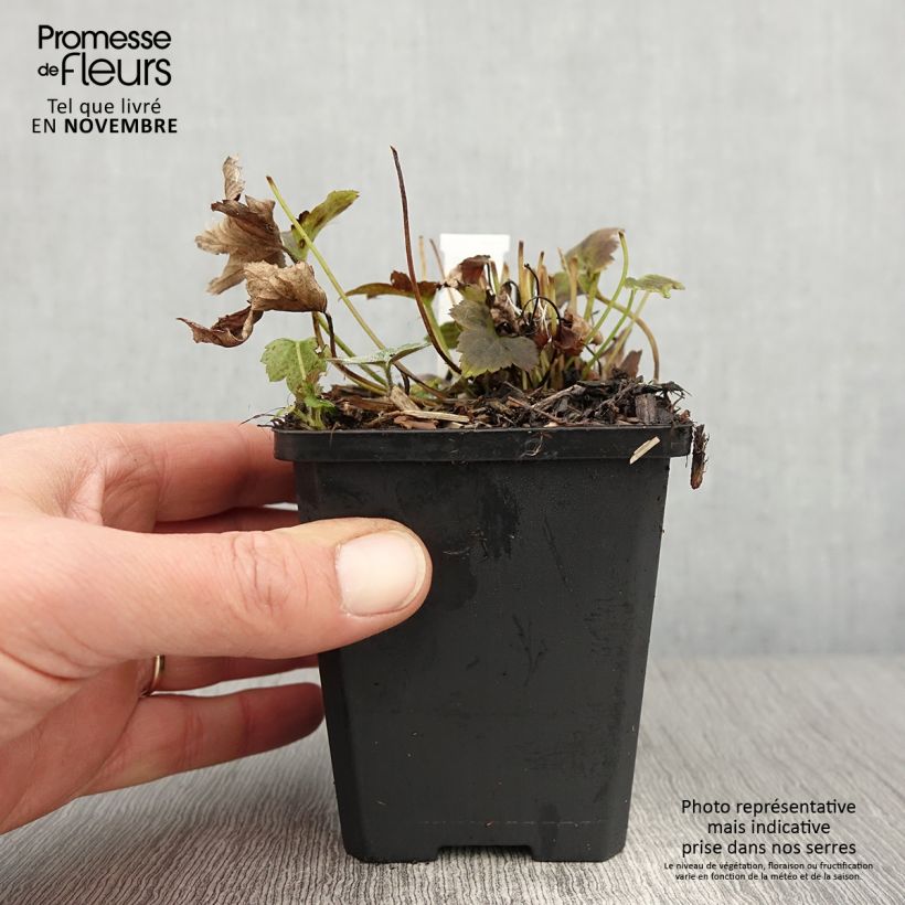 Esimerkki syksyllä toimitetusta Anemone du Japon Alando Rose Godet de 8/9 cm-taimesta