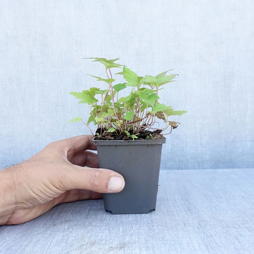 Esimerkki kesällä toimitetusta Tarhasyysvuokko Bressingham Glow Godet de 8/9 cm-taimesta