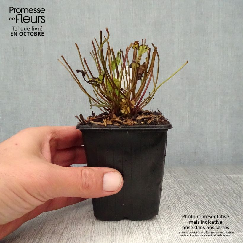 Esimerkki syksyllä toimitetusta Tarhasyysvuokko Bressingham Glow 8/9 cm taimiruukku-taimesta