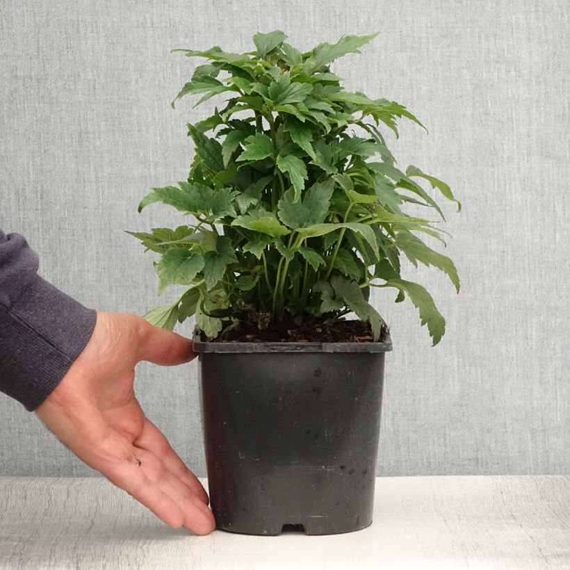 Esimerkki kesällä toimitetusta Anémone du Japon Fantasy Ariel Pot de 2L/3L-taimesta