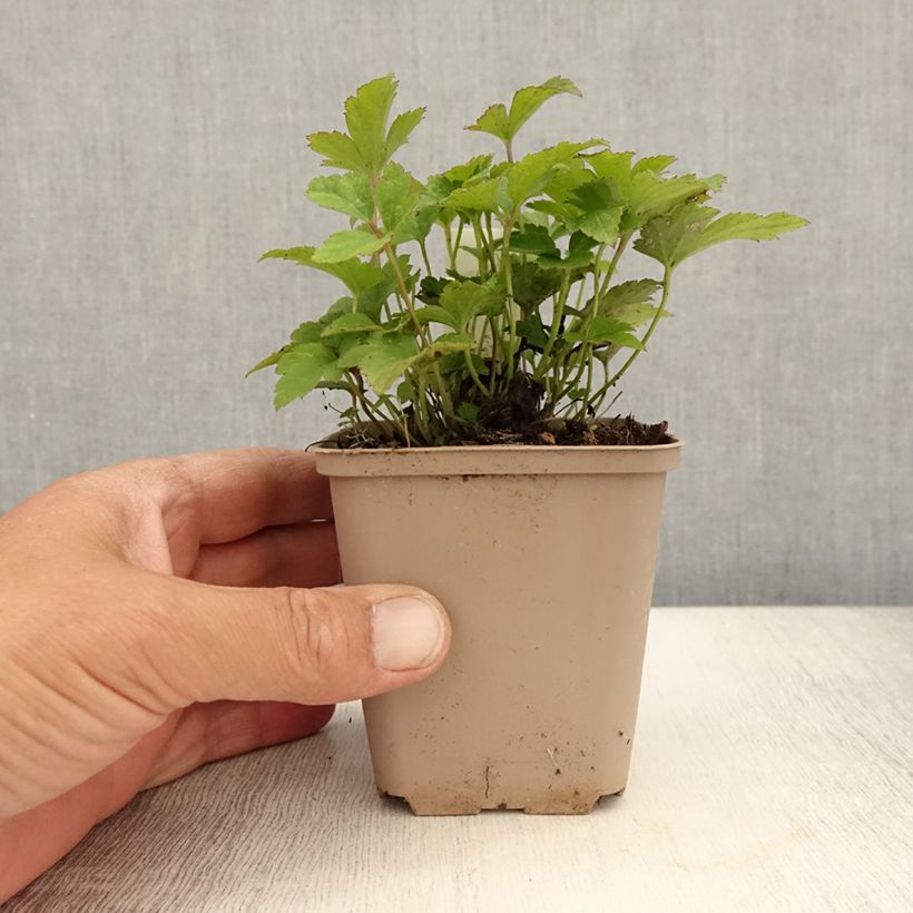 Esimerkki kesällä toimitetusta Tarhasyysvuokko Fantasy Cinderella Godet de 8/9 cm-taimesta