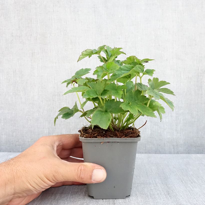 Esimerkki kesällä toimitetusta Tarhasyysvuokko Fantasy Jasmine Godet de 8/9 cm-taimesta
