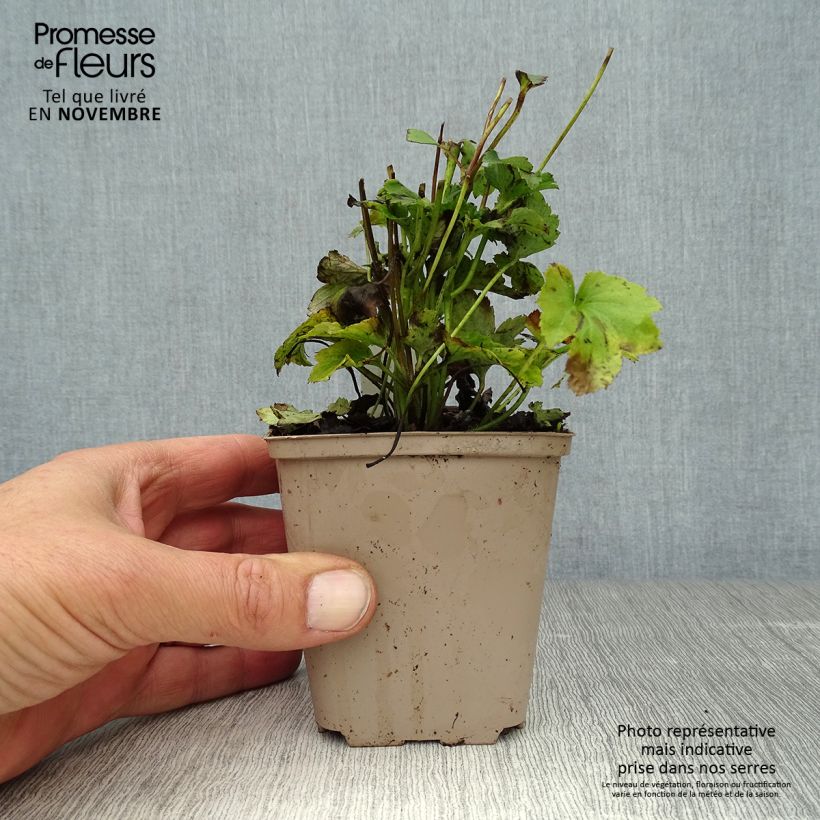 Esimerkki syksyllä toimitetusta Tarhasyysvuokko Fantasy Jasmine 8/9 cm taimiruukku-taimesta
