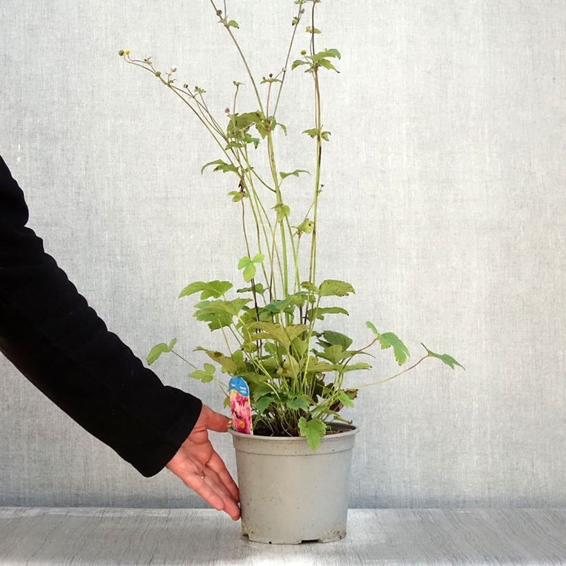 Esimerkki syksyllä toimitetusta Anémone du Japon Pamina - Anemone hupehensis var. japonica Pot de 3L/4L-taimesta