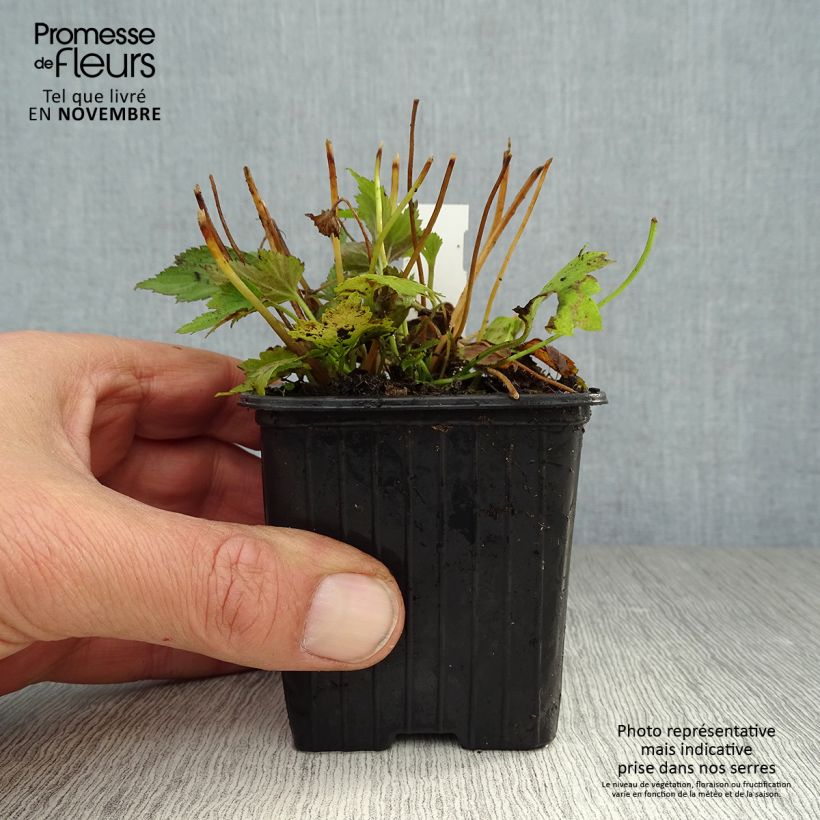 Esimerkki syksyllä toimitetusta Syysvuokko Prinz Heinrich 8/9 cm taimiruukku-taimesta