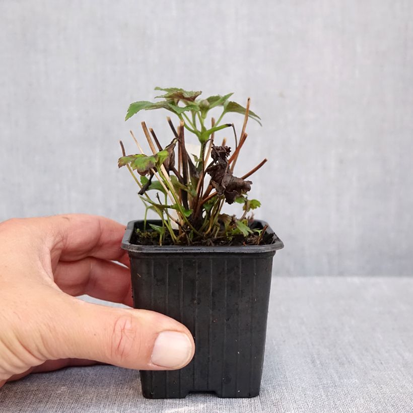 Esimerkki syksyllä toimitetusta Tarhasyysvuokko Rubra Plena 8/9 cm taimiruukku-taimesta