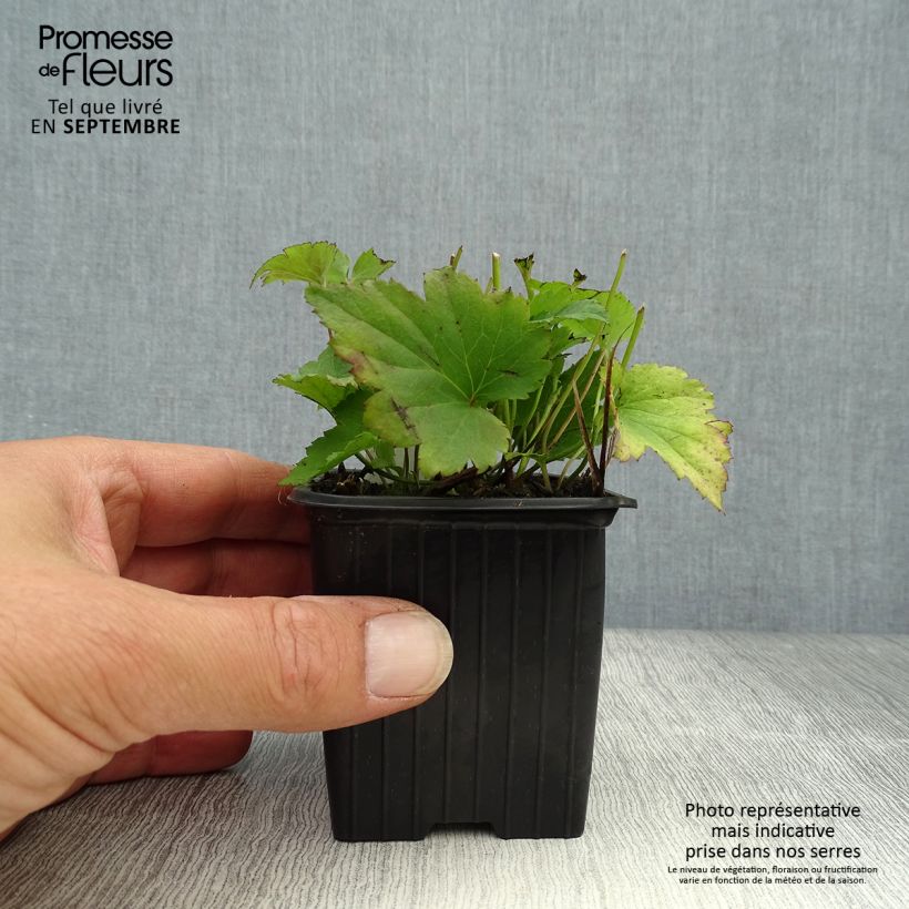 Esimerkki syksyllä toimitetusta Syysvuokko Praecox 8/9 cm taimiruukku-taimesta