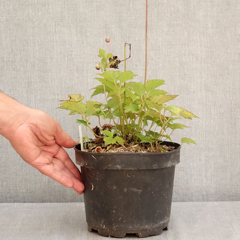 Esimerkki kesällä toimitetusta Syysvuokko Praecox Ruukku 2L / 3L-taimesta