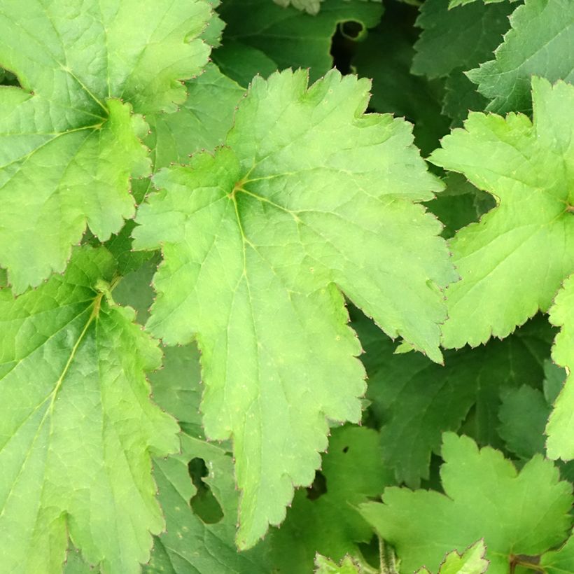 Tarhasyysvuokko Royal Blush (Lehvistö)