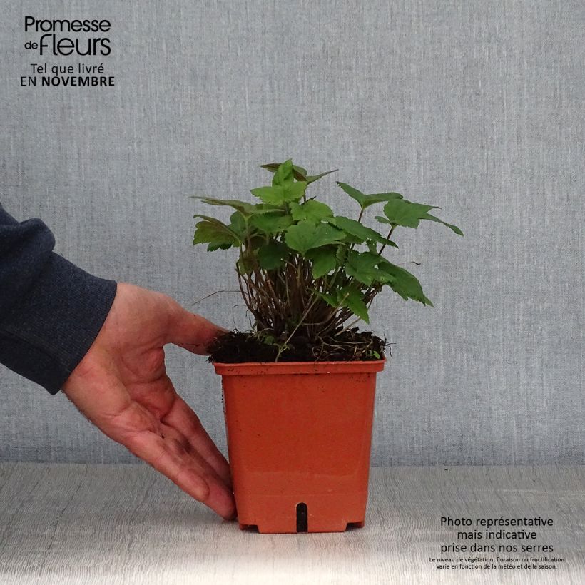 Esimerkki syksyllä toimitetusta Anémone hybride Snow Angels Pot de 1L/1,5L-taimesta