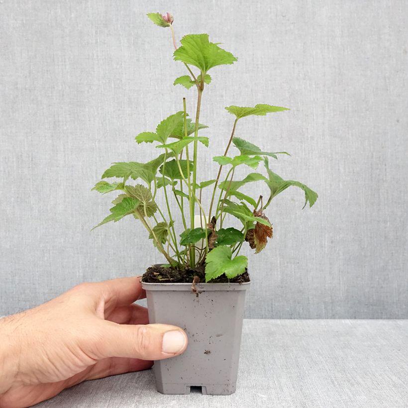 Esimerkki syksyllä toimitetusta Tarhasyysvuokko Margarete 8/9 cm taimiruukku-taimesta