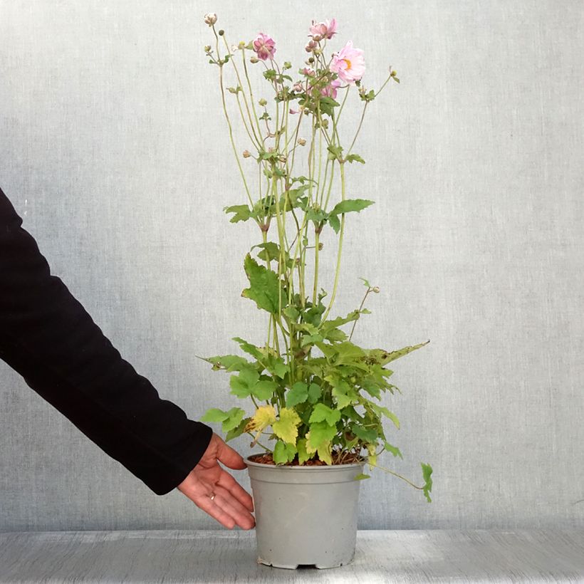 Esimerkki syksyllä toimitetusta Anémone japonaise Mont Rose Pot de 3L/4L-taimesta